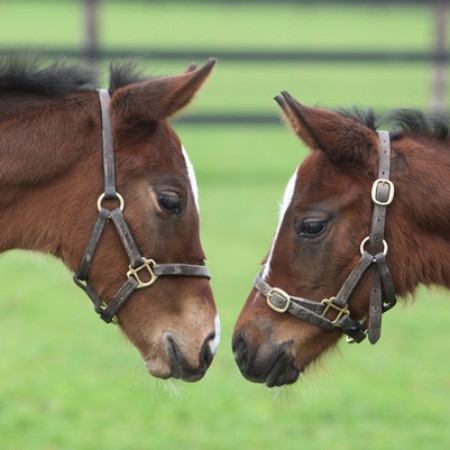thoroughbred instagram