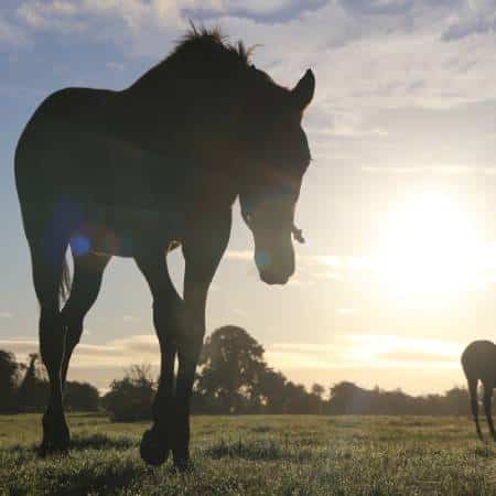 thoroughbred instagram