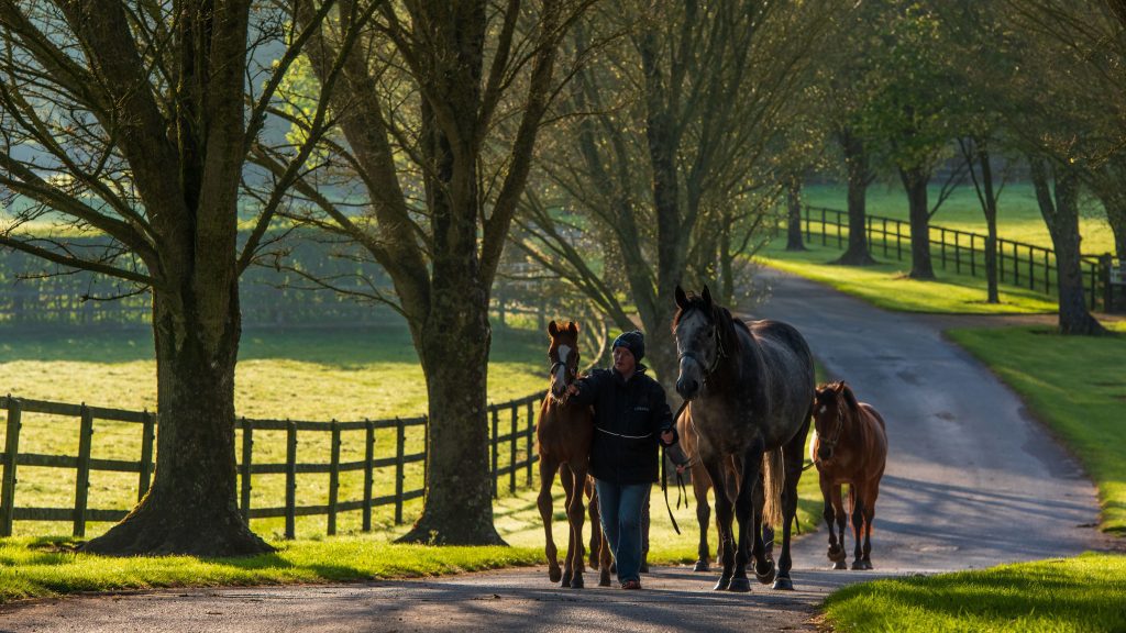 Mares and foals at Coolmore