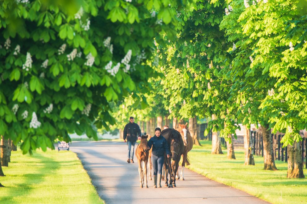 Coolmore_General_2018-173