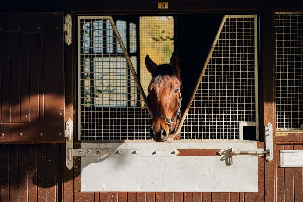 How to Make the Most of Your Irish Derby Experience