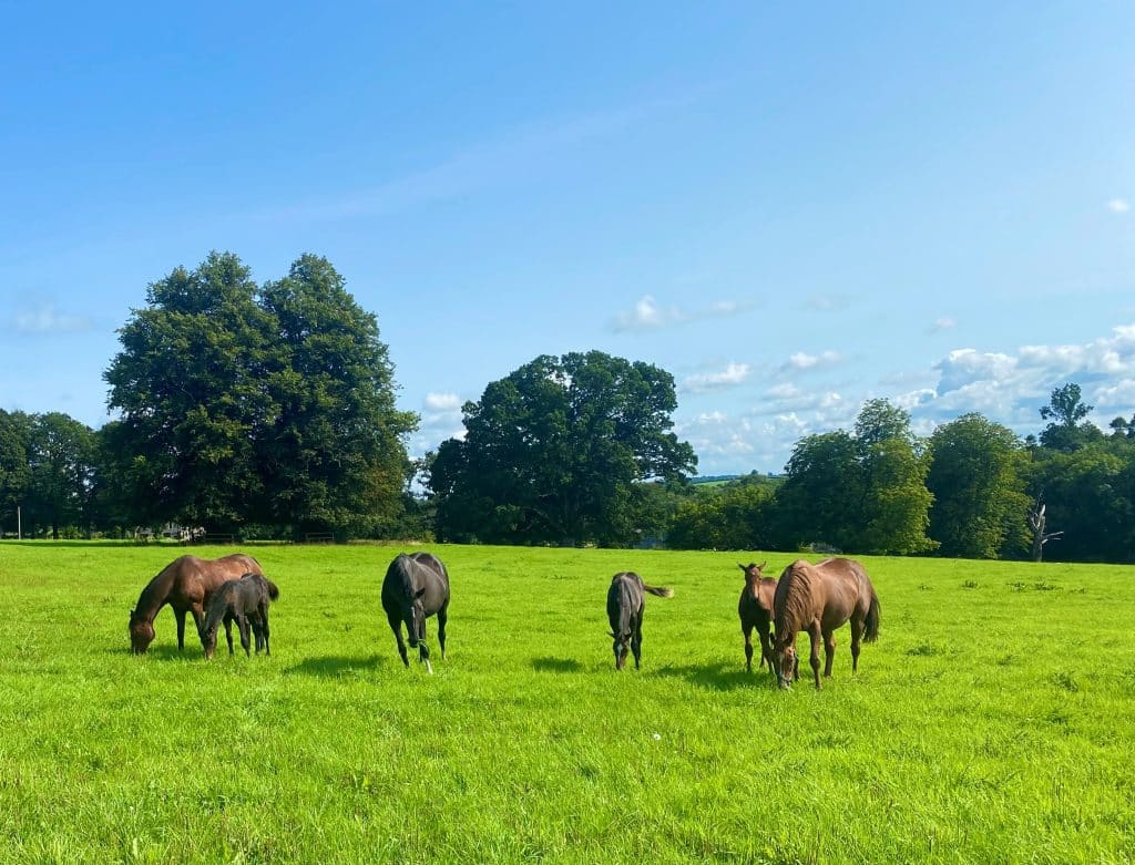 Horses grazing under a blue sky