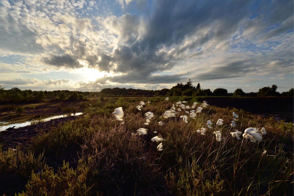 Bog Cotton Luillymore Heritage Park