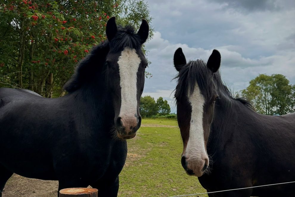 Flash and Bailey Lullymore Heritage Park