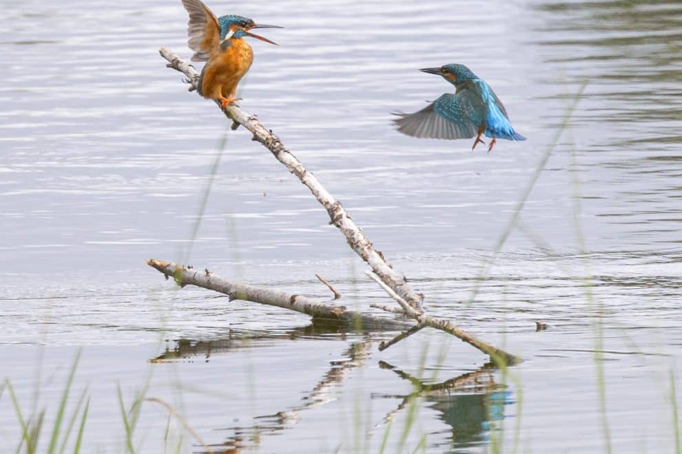 Kingfishers Lullymore Heritage Park Summer 2023 Small Web