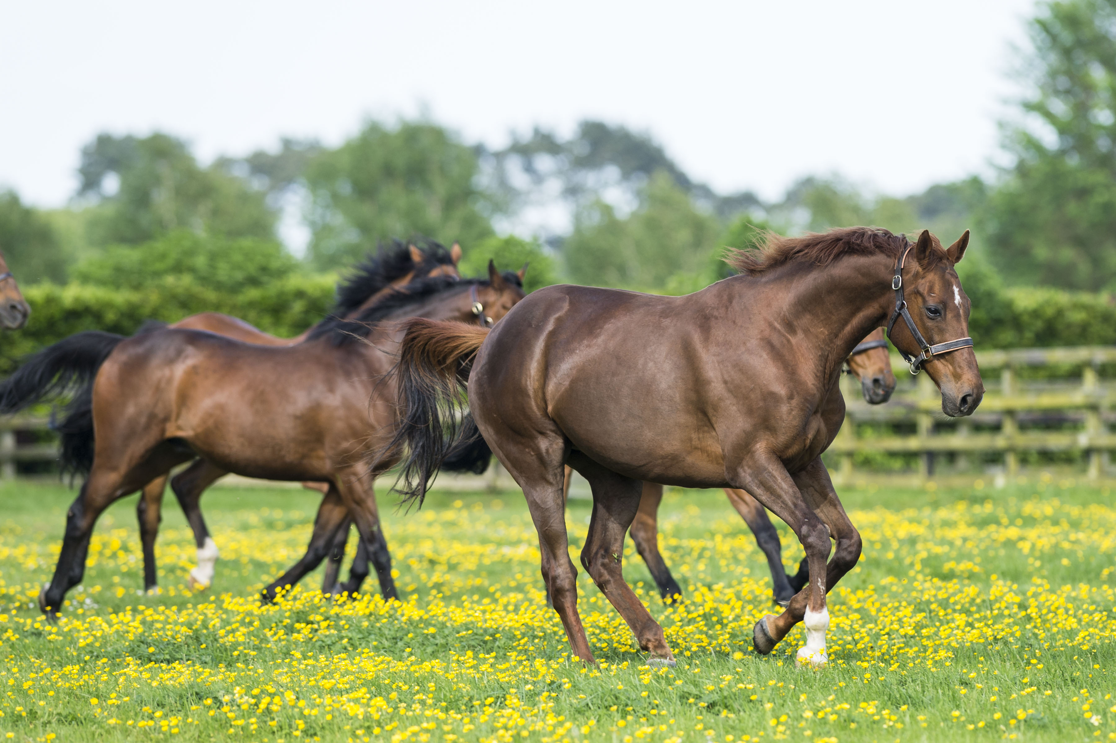 Living Legends herd of horses at the Irish National Stud in County Kildare