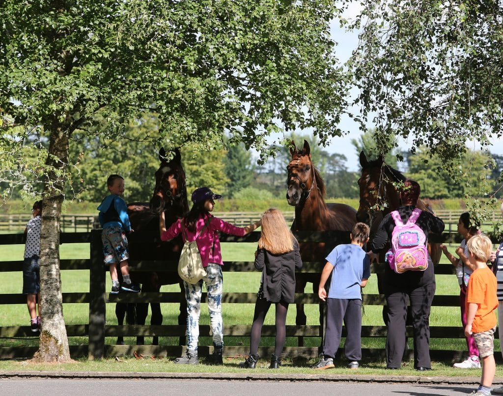 Visitors meeting the horses at the Irish National Stud in County Kildare