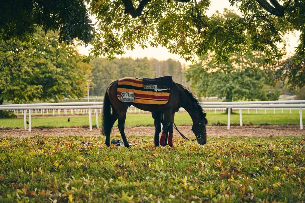 Autumn morning at Horse Country, Ireland