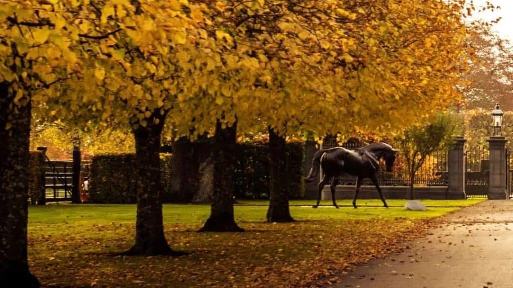 A dark horse walking beneath golden autumn trees in Ireland's Horse Country
