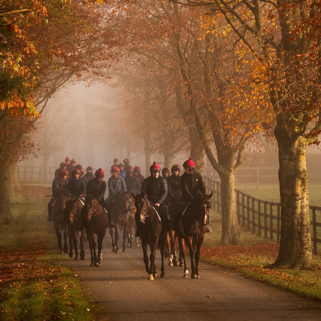 Yearlings walking among autumn leaves at Coolmore Stud, Co. Tipperary