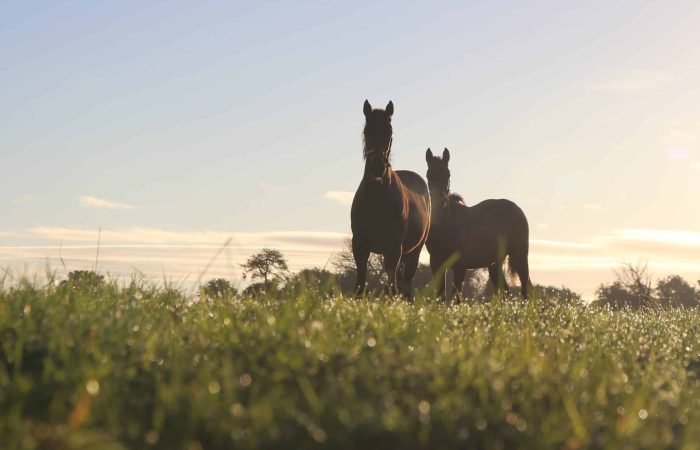Foals at Sunrise in Irish National Stud with Horse Country