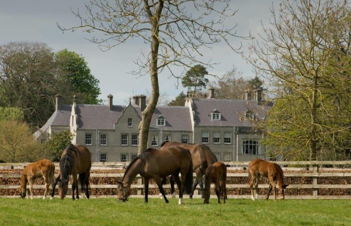Kildangan Stud with Horse Country Exclsuive